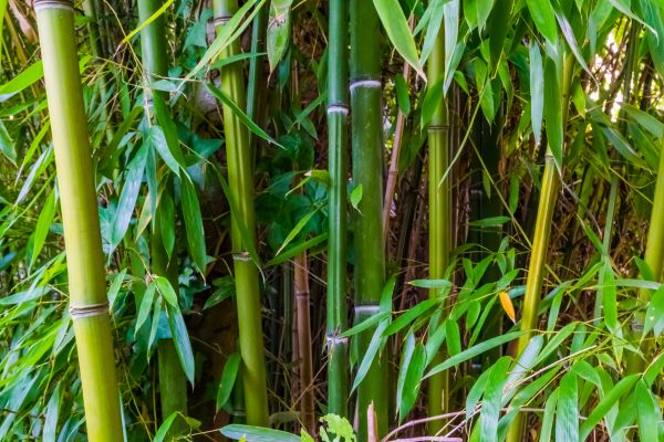 Bamboo Trimming in Tomball