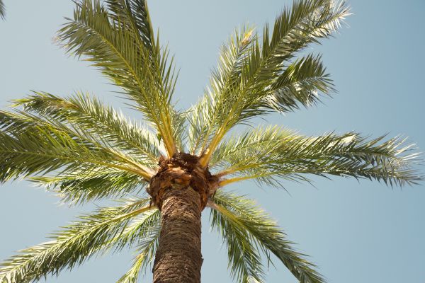Palm Tree Pruning in Tomball
