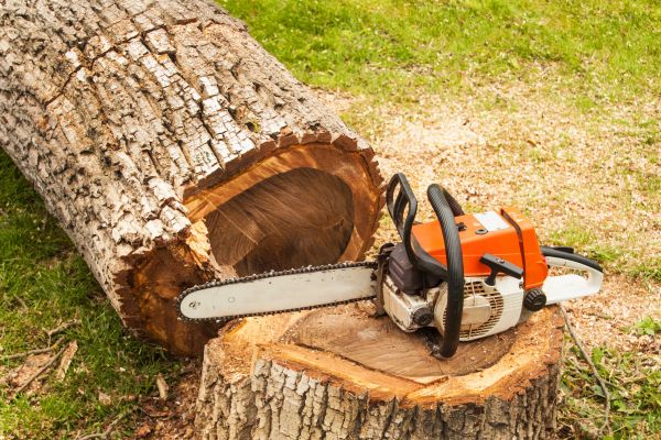 Tree Cutting Service in Tomball