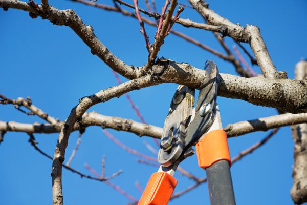 Tree Shearing in Tomball