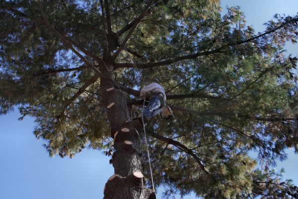 Trimming Service in Tomball