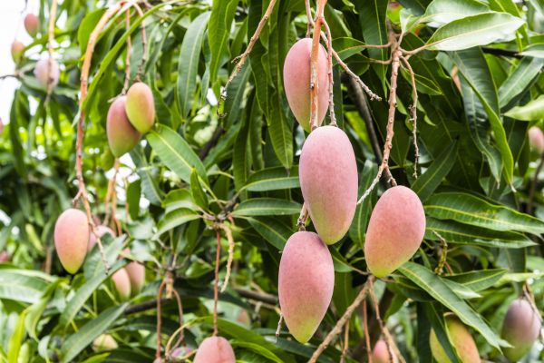 Mango Tree Trimming in Tomball