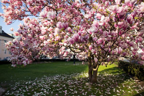 Ornamental Tree Pruning in Tomball