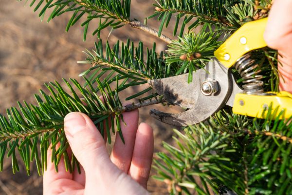 Pine Tree Pruning in Tomball