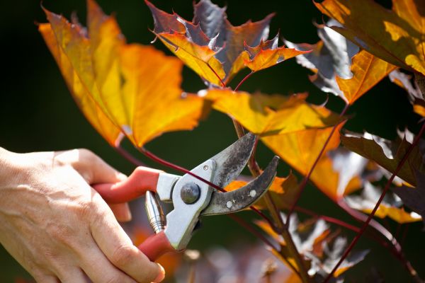 Maple Tree Pruning in Tomball