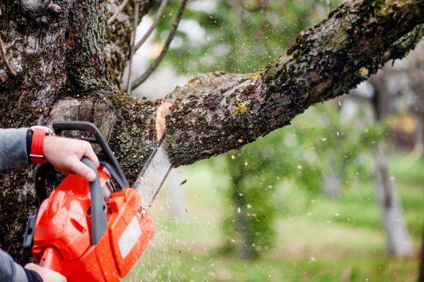 Tree Limbs Removal in Tomball