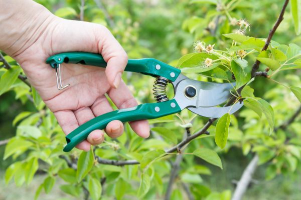 Pear Tree Pruning in Tomball