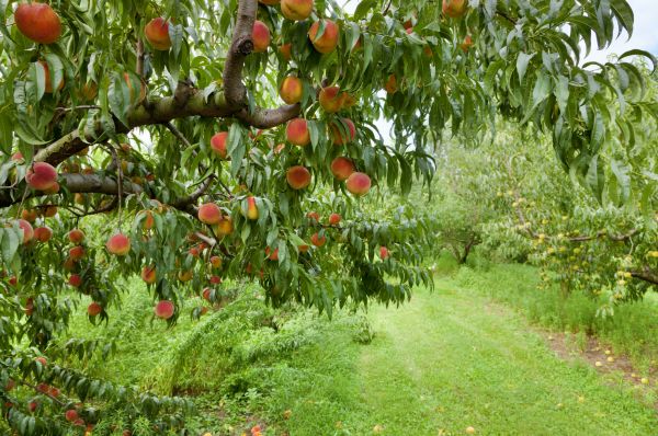 Peach Tree Pruning in Tomball