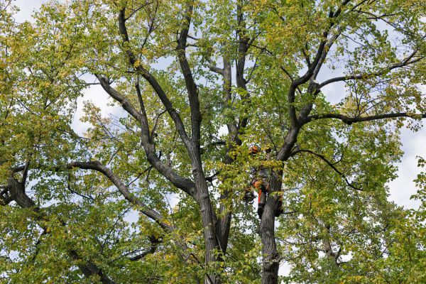 Tree Crown Shaping in Tomball