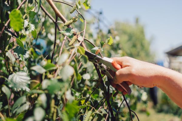 Birch Tree Pruning in Tomball
