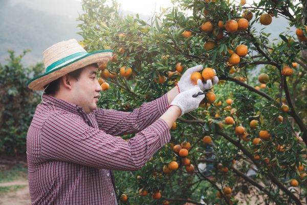 Orange Tree Pruning in Tomball