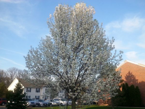 Bradford Pear Tree Pruning in Tomball