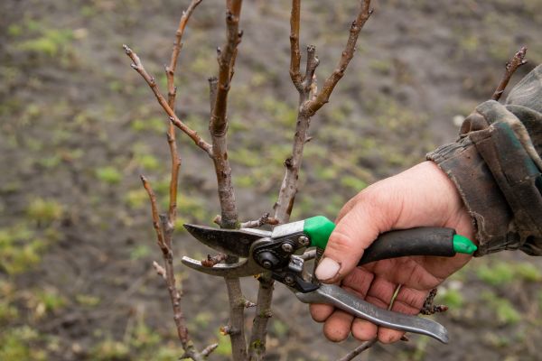 Pear Trees Pruning in Tomball