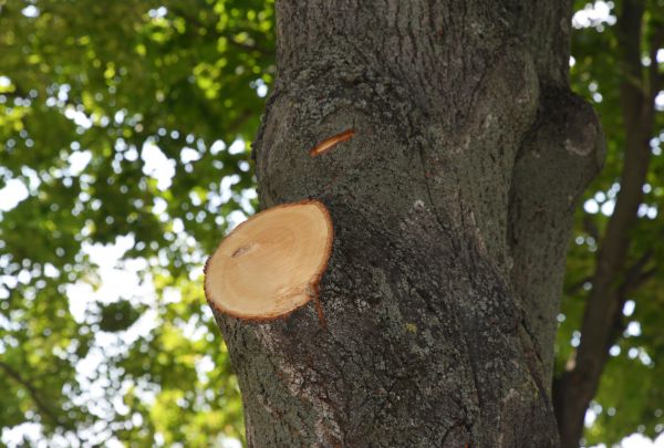 Limb Cutting in Tomball