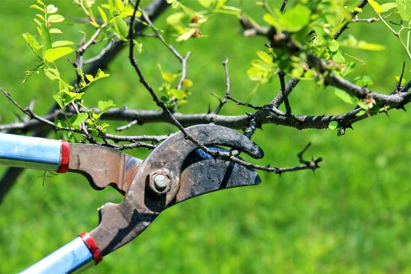 Branches Pruning in Tomball