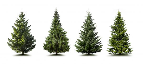 Pine Tree Trimming in Tomball