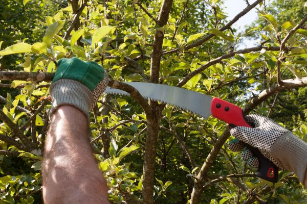 Apple Tree Trimming in Tomball