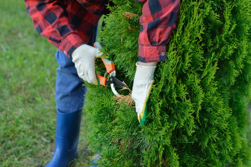 Bradford Pear Tree Pruning