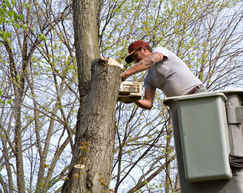 Tree Lopping Service